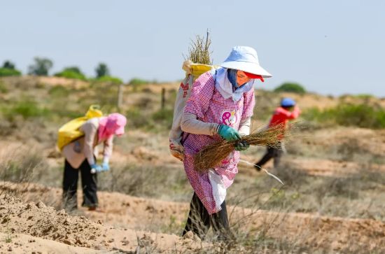 治沙人員在毛烏素沙漠栽種檸條。（王正 攝）.webp